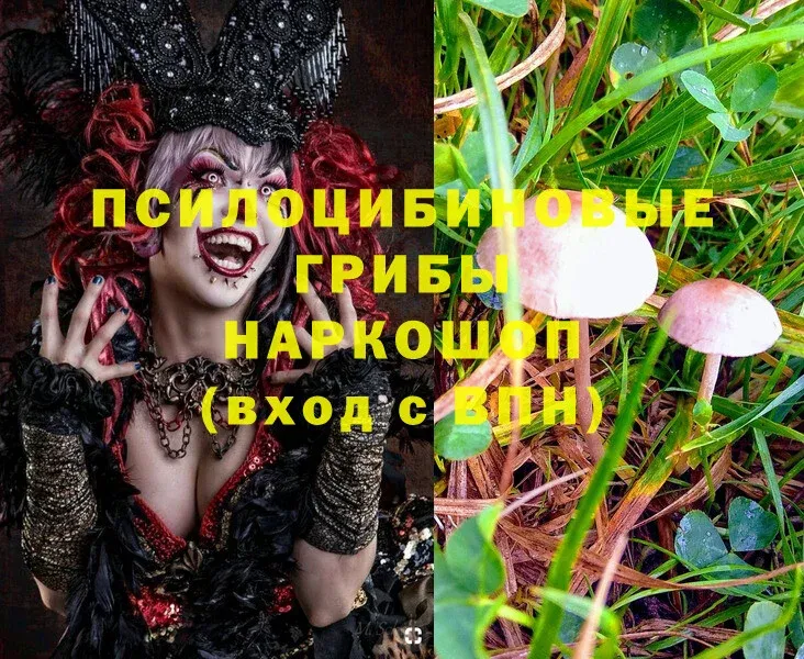 Псилоцибиновые грибы Psilocybine cubensis  дарнет шоп  Губкин 